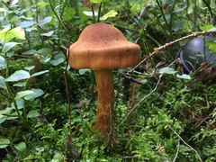 Cortinarius rubellus