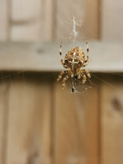 Araneus diadematus