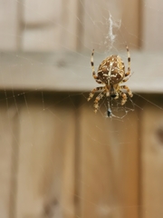 Araneus diadematus