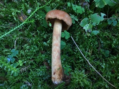 Cortinarius rubellus