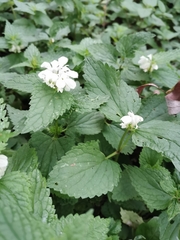 Lamium album