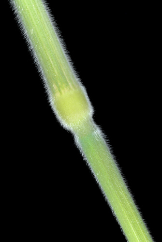 Holcus lanatus