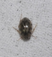 Berosus pantherinus