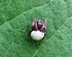 Araneus apricus