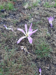 Colchicum montanum