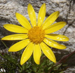 Calenduleae
