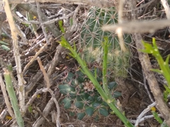 Mammillaria meiacantha