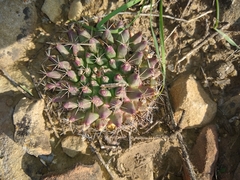 Mammillaria meiacantha