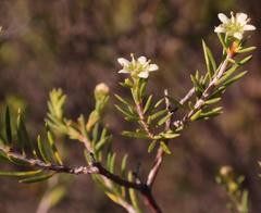 Diosma pedicellata