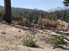 Odocoileus hemionus inyoensis
