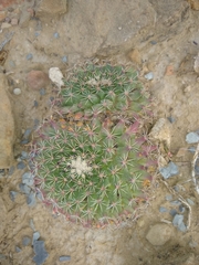 Mammillaria meiacantha