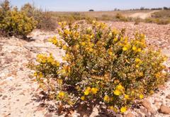 Drosanthemum zygophylloides