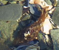 Aplysia parvula image