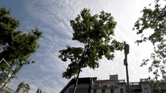 Platanus × hispanica