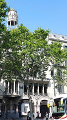 Platanus × hispanica