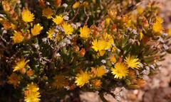 Drosanthemum zygophylloides