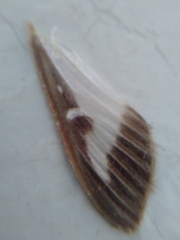 Cydalima perspectalis