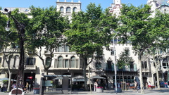 Platanus × hispanica