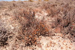Drosanthemum zygophylloides