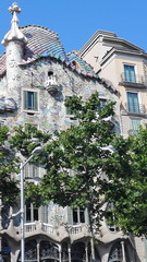 Platanus × hispanica
