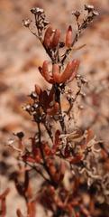 Drosanthemum zygophylloides