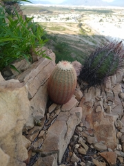 Echinocereus pectinatus pectinatus