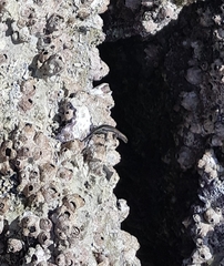 Cryptoblepharus africanus