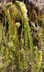 Microdon parviflorus