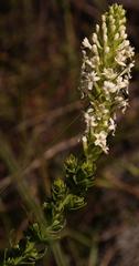 Microdon parviflorus