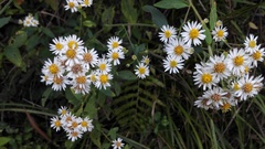 Aster trinervius