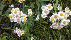 Aster trinervius