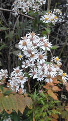 Aster trinervius