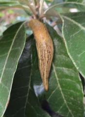 Elisolimax flavescens