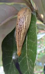 Elisolimax flavescens