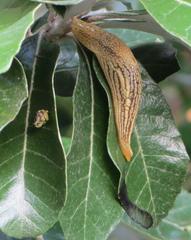 Elisolimax flavescens