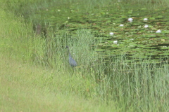 Egretta caerulea