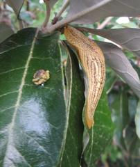 Elisolimax flavescens