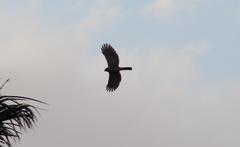 Accipiter tachiro tachiro