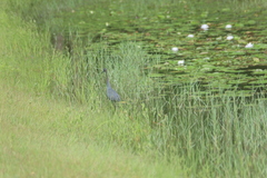 Egretta caerulea