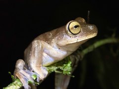 Bokermannohyla circumdata