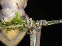 Bokermannohyla circumdata