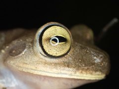 Bokermannohyla circumdata