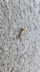 Agriphila straminella