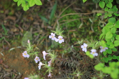 Monochasma savatieri