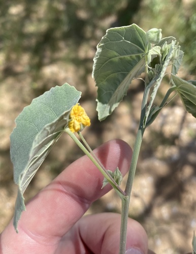 Abutilon fruticosum image