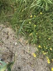 Erynnis icelus