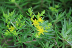 Sedum mexicanum