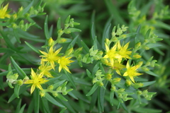 Sedum mexicanum