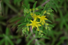 Sedum mexicanum