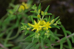 Sedum mexicanum